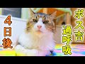 ボス吉過呼吸問題4日後の様子と、差し迫ったもう一つの大きな問題について