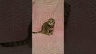 Шотландский вислоухий котенок девочка Шотландский вислоухий котенок девочка
