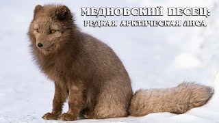 Медновский (голубой) песец: Редкий подвид песца с Командорских островов | Интересные факты про лис