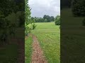 Relaxing Walk at Arboretum Loop Trail at University of Kentucky |4|#shorts