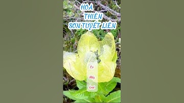 Thiên Sơn Tuyết Liên Hoa Có Mấy Loại #nhansamnuitruongbach #duoclieuhoanglienson