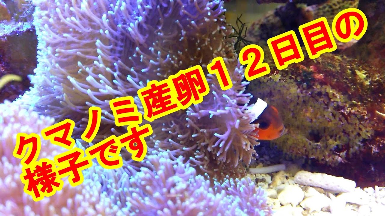カクレクマノミ孵化する１時間前の様子 Youtube