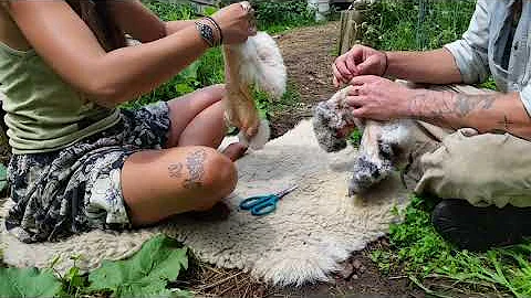 Tanning Rabbit Hides with Eggs