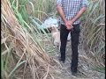 Dalit woman raped and murdered, body found in sugarcane field