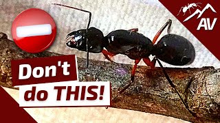 TOP 5 Mistakes in Ant Keeping | How to Raise an Ant Colony