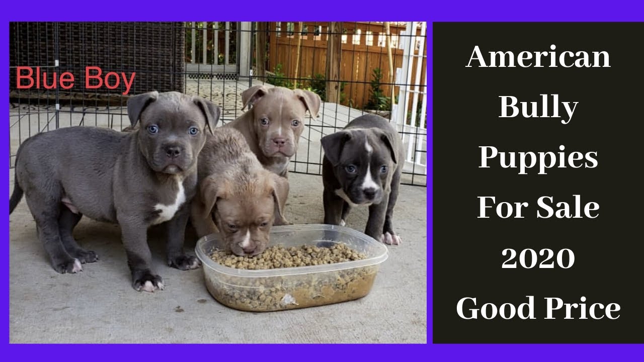 American bully price in india | american bully xxl | By ...