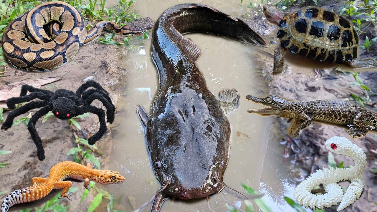 Wow! Menangkap ikan lele monster dalam lubang ada ikan hias, ikan gabus, belut, kura kura