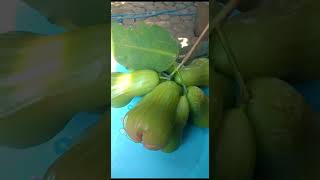 The Green Giant Type Of Water Apple Has The Sweetest Taste In Indonesia waterapple greengiant