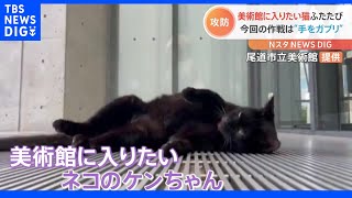 ネコVS美術館の警備員 2か月ぶりの再会でまさかのガブリ！｜TBS NEWS
