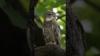 Owl Sounds in the Wild Night Forest 🌙🦉
