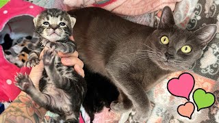 Meet mama cat AllStar and her little babies!