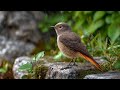 🌿 Calming Piano and Birds Singing - Ultimate Soundscape for Deep Sleep and Relaxation ✨🎹🌺