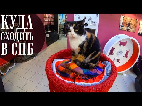 Куда сходить в Питере? В Котокафе Республика кошек и котов.