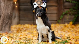 Halloween Dog Music🎵Soothing Music for Dogs🐶Sleep Aid, Stress Relief and Separation Calm