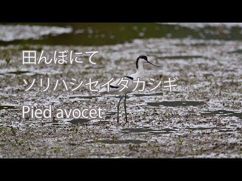 【田んぼにて】ソリハシセイタカシギ Pied avocet