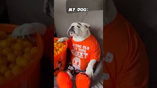 Other Dogs vs My Pets #dog #puppy #animals #pets #cat #funny #fun #doglover #shorts