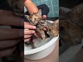 お風呂に子猫たちを入れてキレイキレイします！　#shorts