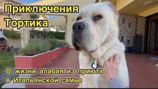 Жизнь выпускника Dogspace.Moscow в Италии