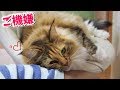 【ツンデレ姉さん】ちゃちゃが突然ご機嫌モードになった理由とは!?