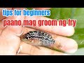 How to groom flowerhorn fry engsub