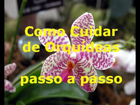 COMO CUIDAR DE ORQUÍDEAS PASSO A PASSO