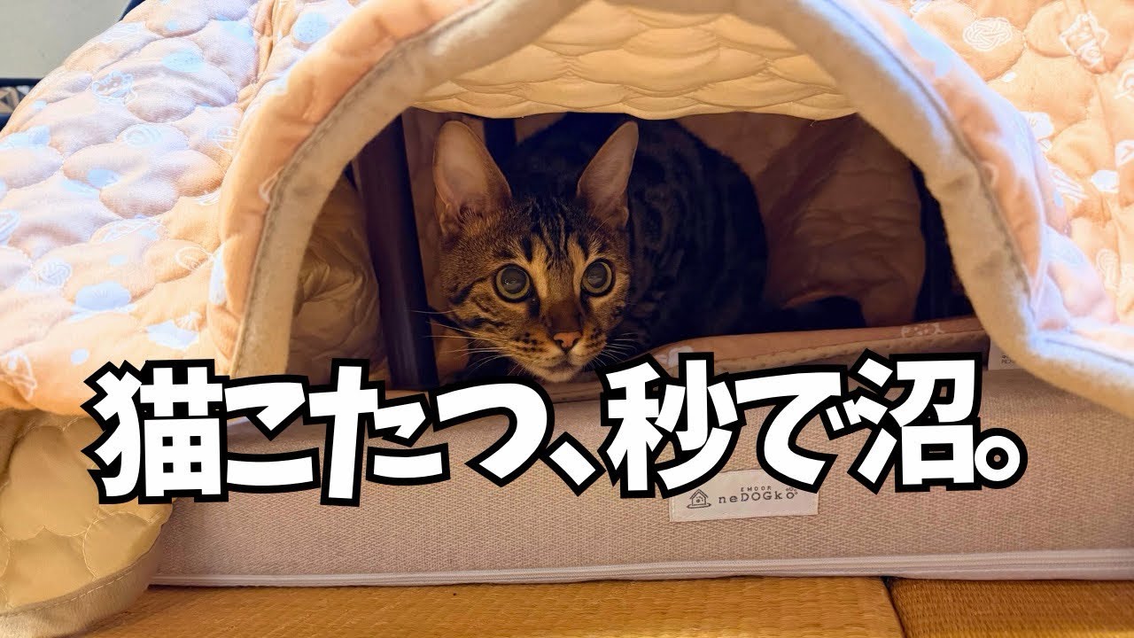 猫こたつ出した結果、こうなった…
