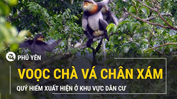 Phú Yên: 3 cá thể voọc chà vá chân xám quý hiếm xuất hiện ở khu vực dân cư | Truyền hình Quốc Hội