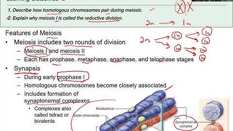 BIOL 1406 Lecture 11 Sexual Reproduction and Meiosis