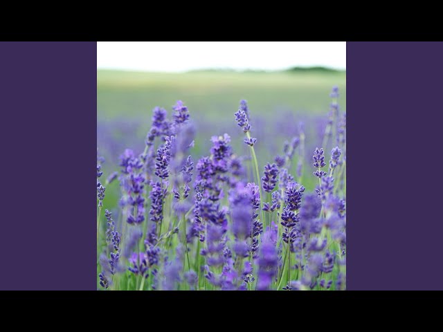 Lavender Fields