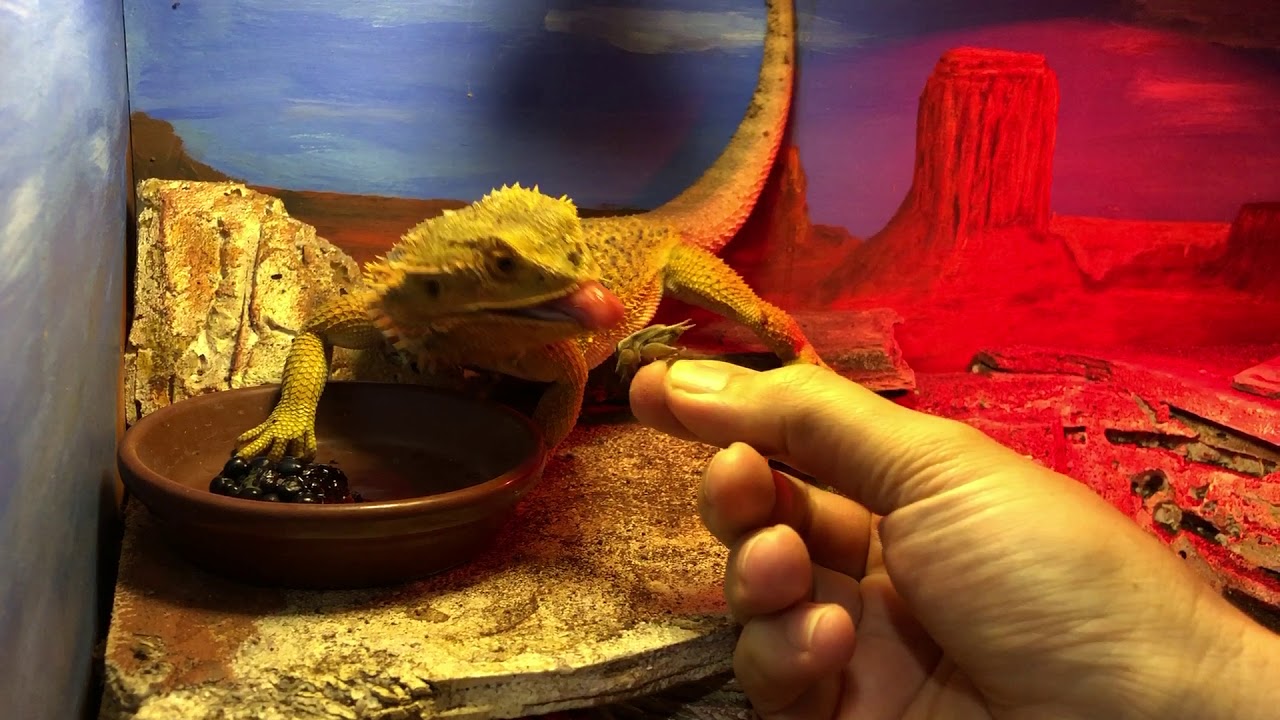 Bearded dragon eating blackberries and crickets YouTube