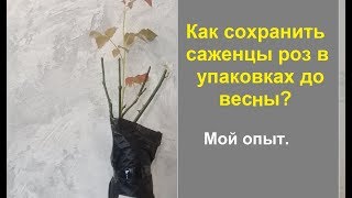 Как сохранить купленные саженцы роз до весны, если они  уже с большими побегами.