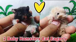 2 Babies!! hamsters eat egg whites and white rice wow they eat so well