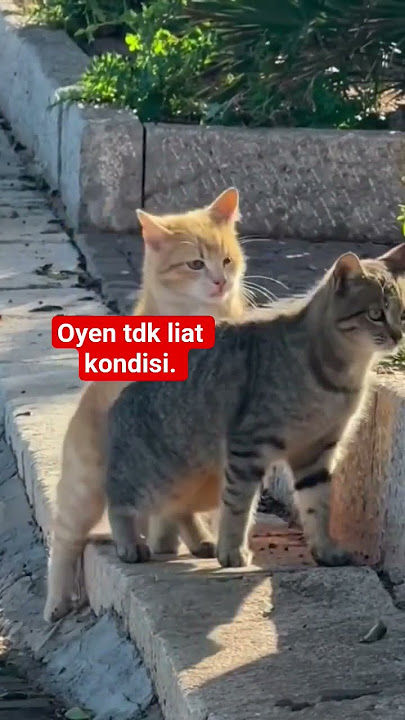 oyen tdk liat situasi dan kondisi.