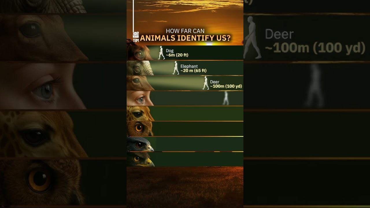 How far Can Animals Identify Us? 