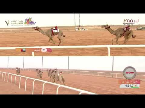 ش صدام ل محمد ناصر شافي القحطاني جائزة الملك عبدالعزيز للهجن   ص زمول عام   