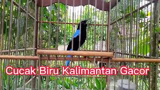 SUBHANALLAH BURUNG VIRAL TERCANTIK DI INDONESIA,Burung Cucak Biru Gacor Kalimantan.