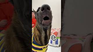 Title (English): EXPOSED: False Accusation Against Me - You're a Big Fool! Horse Dog Guard