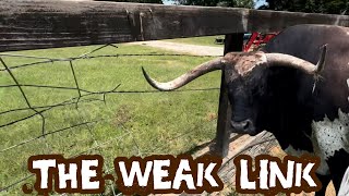 Download Lagu Finding the Weak Link: Longhorn in Distress!!! MP3 Download Lagu Finding the Weak Link: Longhorn in Distress!!! MP3