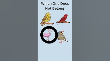 Easy Which One of These Does Not Belong  Bird Themed Test Your Skills of Observation Video