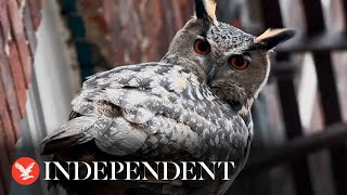 'Flaco' the escapee eagle-owl stares down camera as he perches on New York fire escape