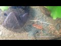 Reproduction CPO en directaccouplement Cambarellus Patzcuarensis orangePascal Aquariums Mp3 Song