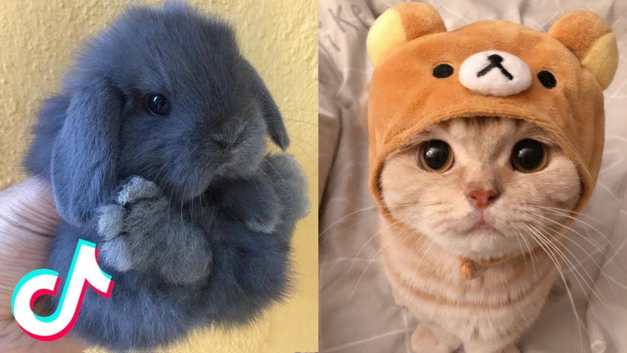 17 minutes straight of the CUTEST Animals on TikTok 😊💙 ~ Part #6. - YouTube