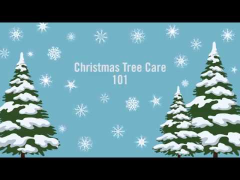 christmas tree care