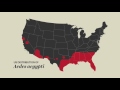 The Zika virus, explained