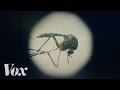 The zika virus explained