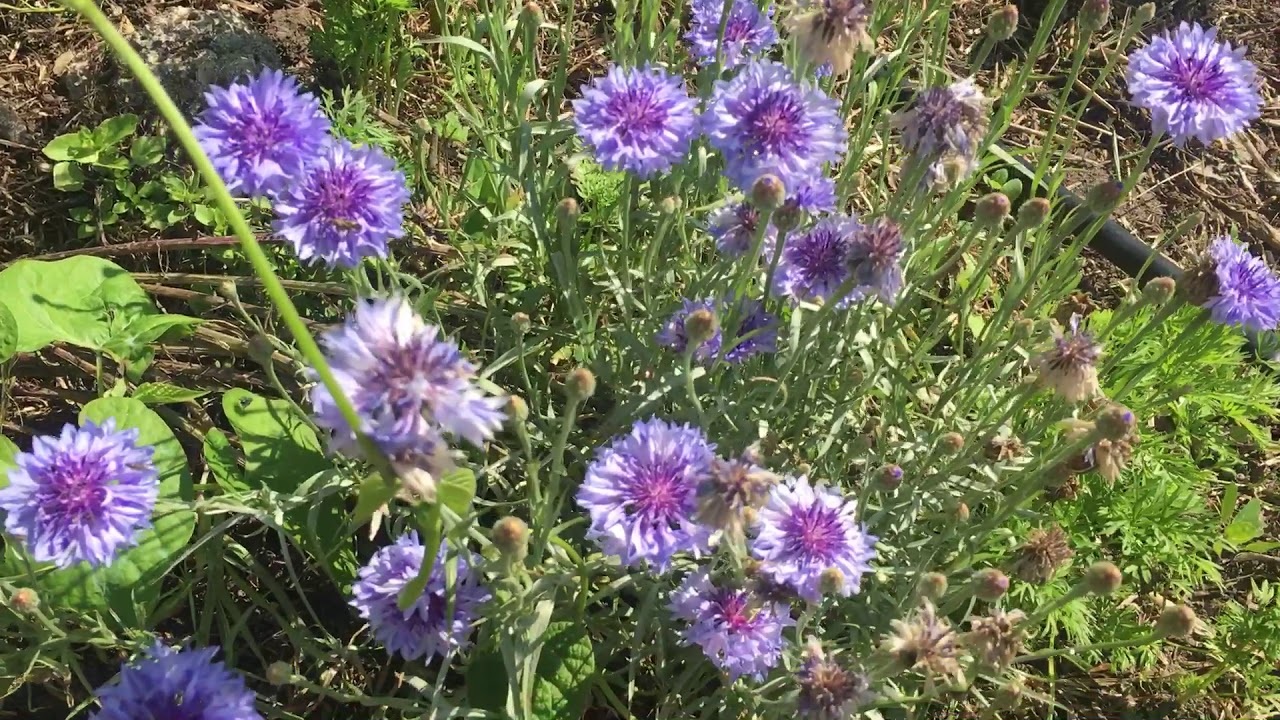 Huerta permacultural de zona 1 - en Junio