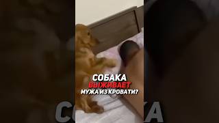 Почему собака охраняет вас #кинолог #собака #охранадома #животные #суперсобака #новости #топ