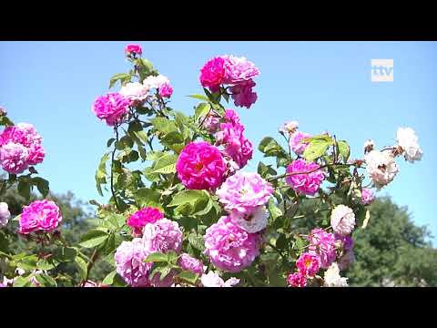 Video: Lisateave Grandiflora rooside ja hübriidteerooside kohta