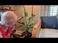 Arrived in AWESOME Shape! Costa Farms White Bird of Paradise Live Plant in Decorative Pot, Large Ind