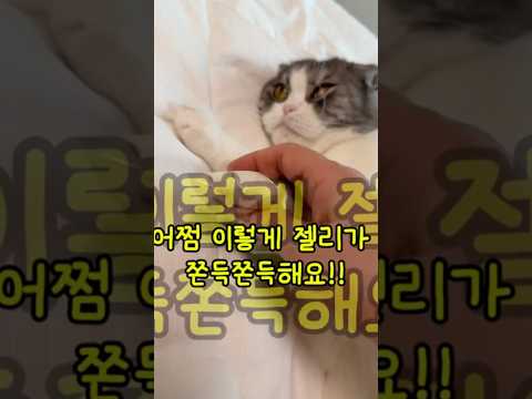 세상에서 제일 비싼 젤리? | #깃털유머 #고양이 #cat #개냥이 #고양이젤리